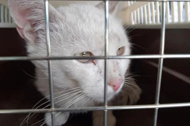 APEL SVIM DOBRONAMERNIM LJUDIMA: Belom mačku je potreban dom inače se može naći u opasnosti