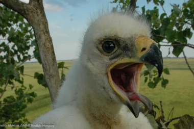 IMENUJTE MALIŠANA: Najređi orlić u Srbiji traži kuma!