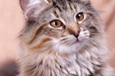 Eliota niko ne želi jer stalno kija!