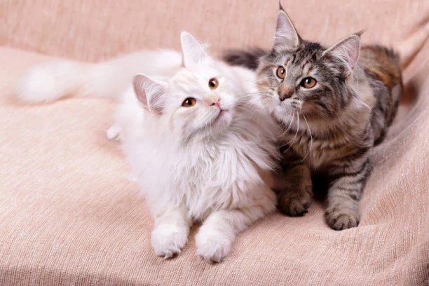 Korisni saveti za borbu sa alergijama: Evo zašto kijamo pored svojih ljubimaca i kako to da sprečimo