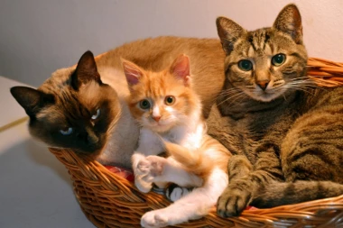 Zdravlje mačaka: Pantljičara napada creva