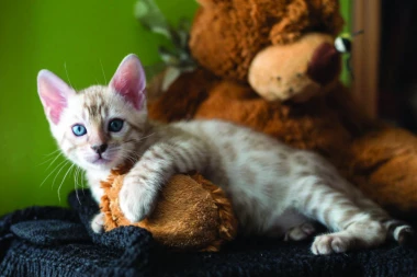 Evo zašto je mačka savršen ljubimac