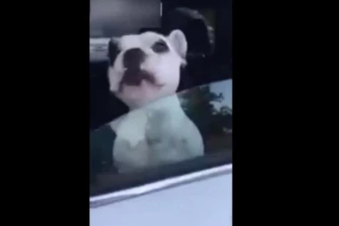 NAJVEĆI HIT NA INTERNETU: Pas koji peva ulepšaće vam dan!