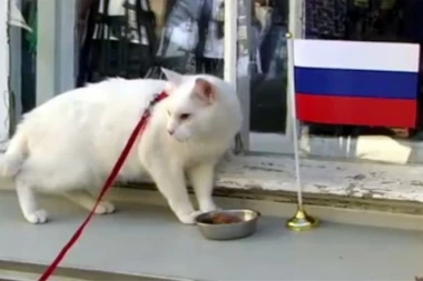 (VIDEO) I kladioničari će ga gledati: MAČOR AHIL PROGNOZER MUNDIJALA U RUSIJI!