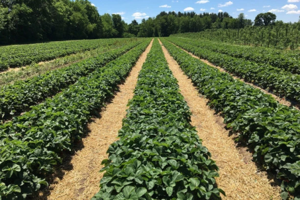 Velika je pomama proizvođača za organskom hranom, upravo zbog toga OVO VOĆE je pravi RUDNIK ZLATA