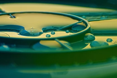 (FOTO) Ova bića imaju ZELENU krv!