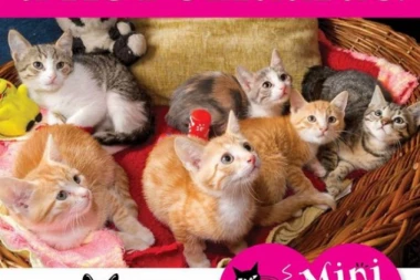 UDOMITE MACU NA TOLKINDANU U SUBOTU U KC BOŽIDARAC!