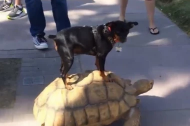 (VIDEO) Pas rešio da se vozi NA KORNJAČI!