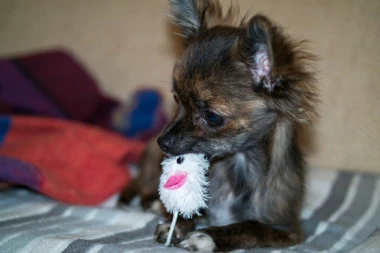 NE LJUTITE SE NA NJIH: Evo zašto psi uništavaju igračke