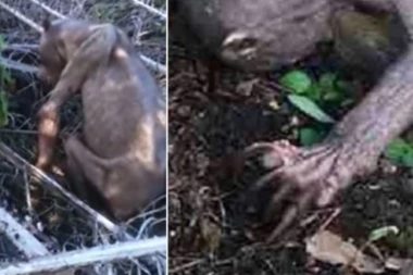 (VIDEO) NE, OVO NIJE VANZEMALJAC: Istina o ovom stvorenju će vas rasplakati