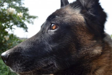 Ovaj pas ima najbolji njuh! Može da oseti KARCINOM i pre nego što čovek dobije simptome!