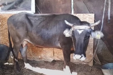 Bugari osudili KRAVU NA SMRT jer je ušla u Srbiju, a onda se DIGLA EVROPA!