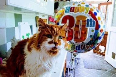 (FOTO) ON JE NAJSTARIJI MAČAK NA SVETU!