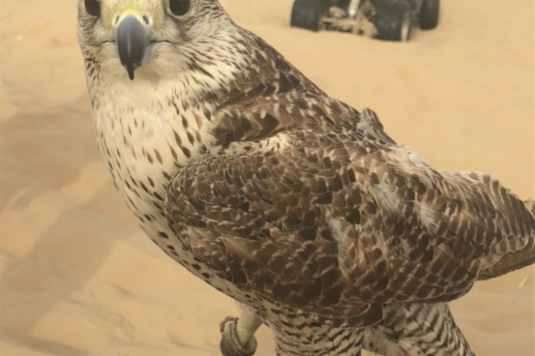 Na safariju u pustinji se možete družiti sa sokolovima