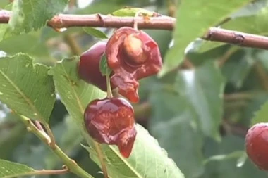 (VIDEO) UŽAS U LOZNICI: Jak grad uništio skoro sve useve, LJUDI OSTAJU BEZ HLEBA!