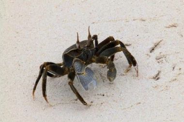 (VIDEO) ZA NEVERICU! Kraba prolazniku ZAPRETILA SMRĆU!