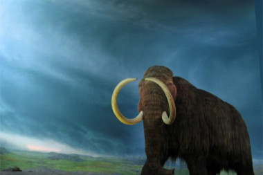 MAMUTI ĆE PONOVO GAZITI ARKTIKOM? Naučnici planiraju da uz pomoć UGROŽENE vrste slona OŽIVE džinove iz praistorije!