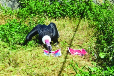 KONDOR PROGNOZIRAO ISHOD MEČA: POCEPAĆEMO  ŠVAJCARCE!