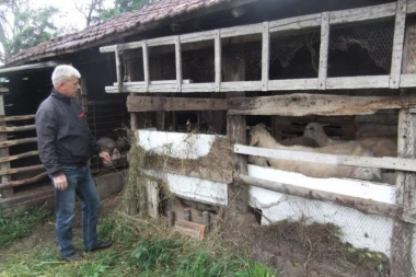 Socijalno ugroženim domaćinstvima u Zvečanu podeljeno 200 ovaca
