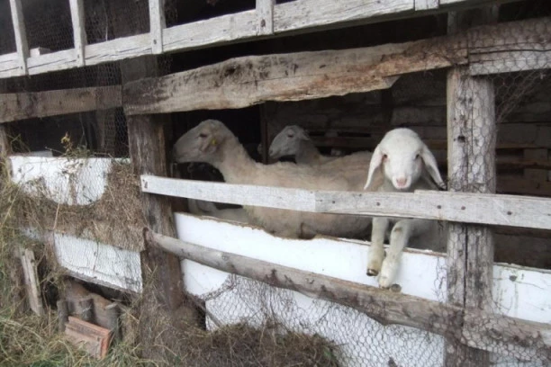 ČUDO U SRPSKOM SELU! Matići prisustvovali RETKOM FENOMENU, ne mogu da veruju šta se desilo: Ovo još nismo doživeli!