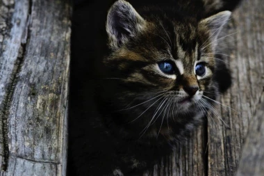 (VIDEO) Ova maca je veličine šake - ali je OPASNA I DIVLJA!