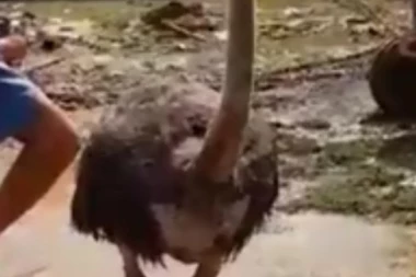 HIT VIDEO: NEĆETE VEROVATI KO SE ŠETA PO POPLAVLJENOJ GROCKOJ!