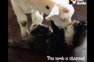 (VIDEO) ŽIVOTINJE SU ČUDO: Spasena maca pomogla bolesnom jagnjetu!