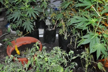 HAPŠENJE U TRSTENIKU: Tri osobe pale zbog marihuane