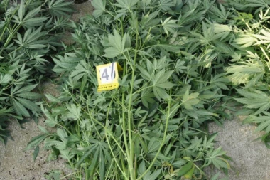 HAPŠENJE KOD ČAJETINE: Muškarac među malinama uzgajao marihuanu