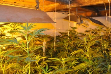 ZAPLENA U POŽAREVCU: Uhapšen mladić zbog posedovanja marihuane