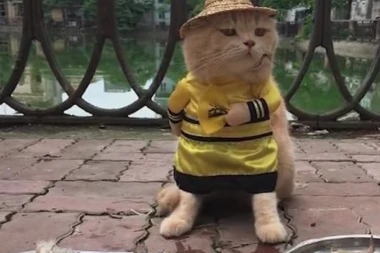 (VIDEO) MAČOR PRODAVAC ŠARMIRAO PLANETU!