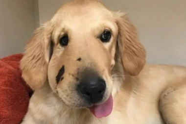 (FOTO) PAS HEROJ: Tod je bio SPREMAN NA SVE da spasi vlasnicu!