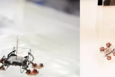 Na Harvardu se razvija PODVODNI ROBOT!