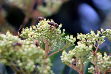 NE PROPUSTITE BEE SUPERNATURAL: Interesantna manifestacija na donjem Dorćolu povodom Dana pčela