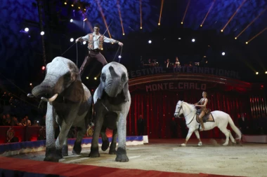 HOROR U CIRKUSU! Slon gurnuo drugog slona u PUBLIKU!