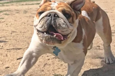 (FOTO) Pas Luisa Hamiltona za JEDAN DAN zaradi više novca nego mi za MESEC DANA!