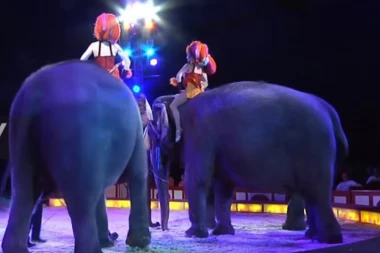 (VIDEO) STRAVIČNA SCENA: Ovako su dva slona u cirkusu gurnula trećeg u PUBLIKU!