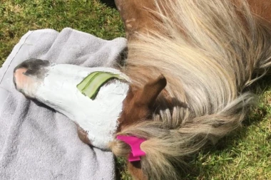 (VIDEO) Konji na SPA TRETMANU - što da ne?!