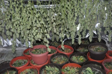 VELIKA AKCIJA POLICIJE ŠIROM SRBIJE! Zaplenjeno skoro 24 KILOGRAMA DROGE, uhapšeno 45 OSOBA!