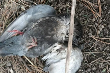 (FOTO) HOROR! DEČAK SAKATI GOLUBOVE NA KARABURMI, MAJKA KAŽE DA JE TO NORMALNO?!