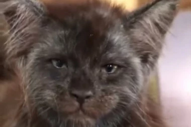 (VIDEO) HIT: Mačka sa licem čoveka?!