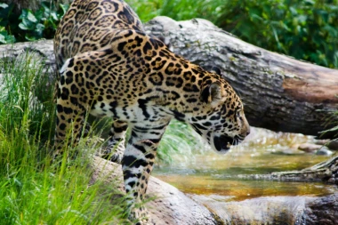 Jaguar pobegao iz ZOO vrta - ubio 6 ŽIVOTINJA!