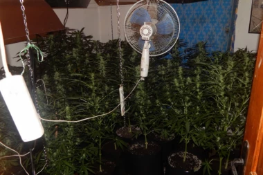 Policija u Paraćinu zaplenila drogu vrednu MILION DINARA!