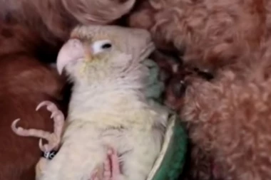 (VIDEO) ODUŠEVIĆETE SE: Ovaj papagaj misli da je štene!