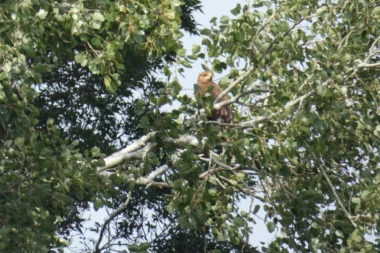 POLETELA NADA: Novi mladunac orla krstaša uspešno napustio gnezdo