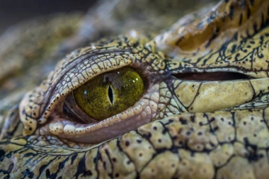 Morska NEMAN u vodama NAJPOPULARNIJE TURISTIČKE DESTINACIJE!