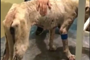 (STRAVIČAN SADRŽAJ) MONSTRUMI, KAKO MOŽETE?! Pas Nea pronađena u jezivom stanju, Levijatan je spasao na vreme!