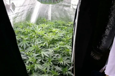 (FOTO) Diler krio pištolje u PLIŠANOM MEDI!