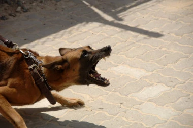 DETALJI INCIDENTA U JAGODINI: Protiv vlasnice psa (77) podneta krivična prijava, a s njenim ljubimcem se OVO desilo