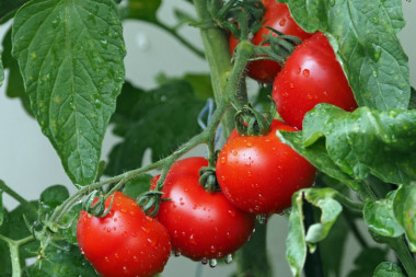 (FOTO) ŠTA JE OVO, MAJKO MILA?! Zgadiće vam se život kada vidite šta je jedna žena našla u paradajzu!